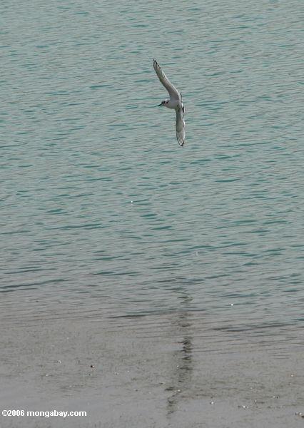 Птица, пролетев над озером каракулем