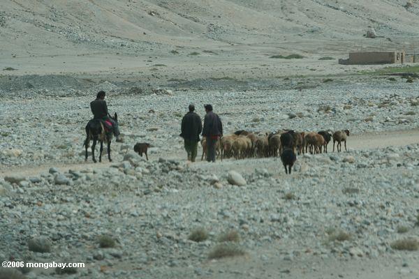 Schafe in Westchina Xinjiang