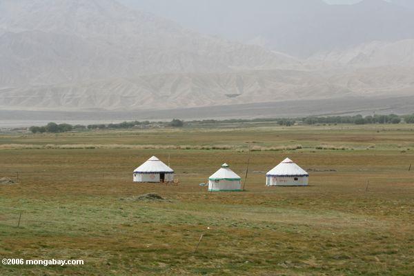 Neue yurts