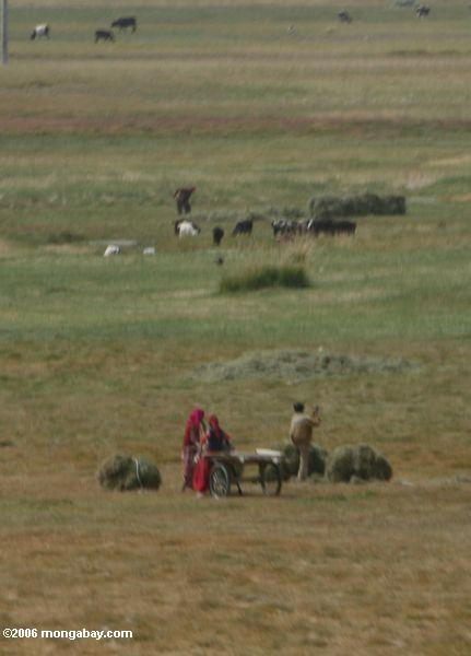 タジク語では、農場で働く女性