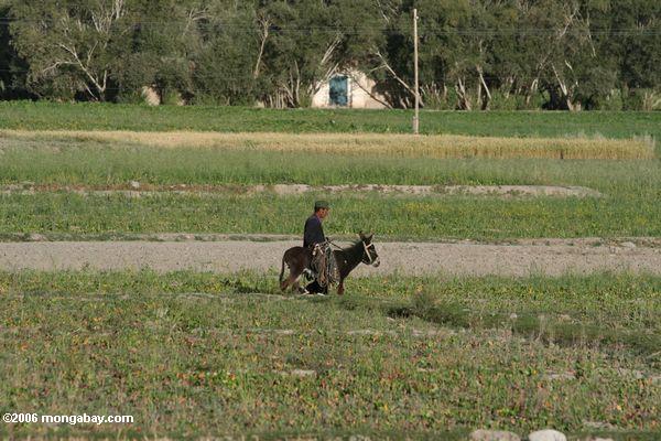 Mann, der einen Esel in Xinjiang reitet