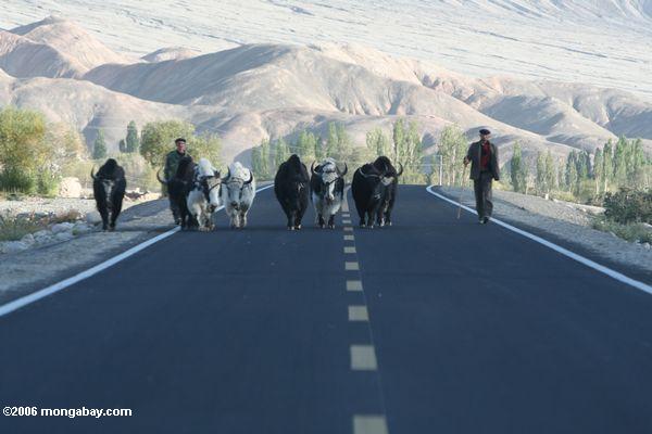 Yaks auf der Karakoram Landstraße
