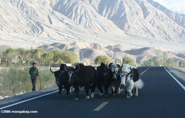 Eine Gruppe yaks gehend auf die Karakoram Landstraße