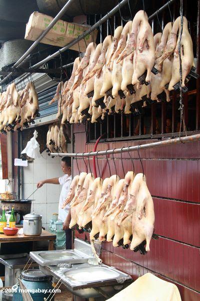 Hühner für Verkauf in Shanghai