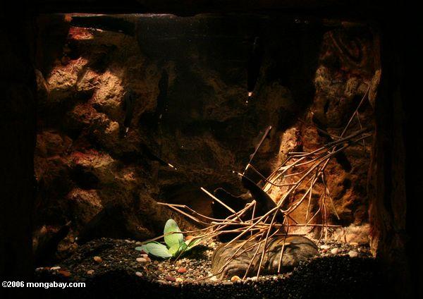 Einiges schwarzes Geist knifefish am Shanghai Aquarium
