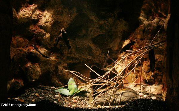 черный призрак knifefish (apteronotus albifrons)