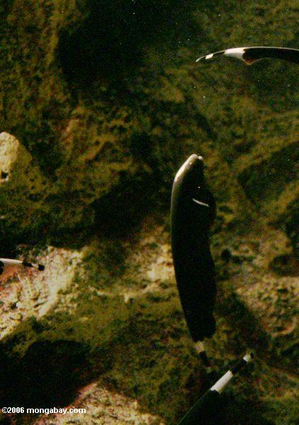 черный призрак knifefish