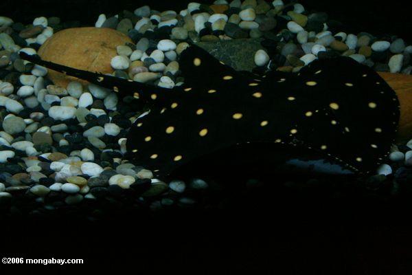 Gelb-beschmutzter schwarzer Amazonas stingray (Potamotrygon leopoldi). AKA Polka-Punktstrahl