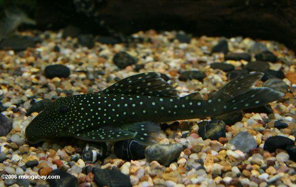 черный loricarid pleco с сине-зеленые пятна