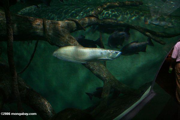 серебро arowana в бассейне реки Амазонки тротуара на Шанхайской аквариум