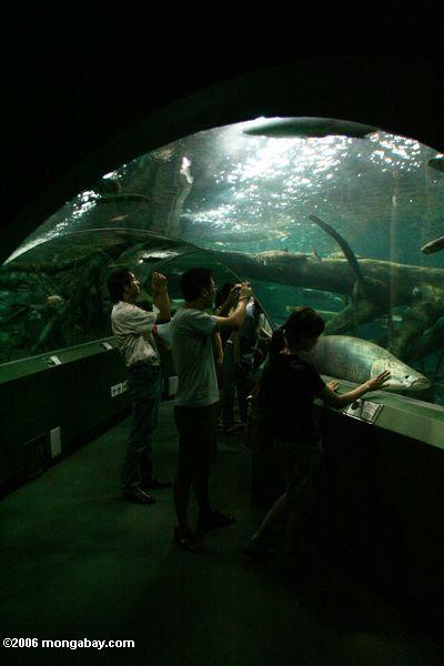 Touristen an den Amazonas Fischen legen am Shanghai Aquarium