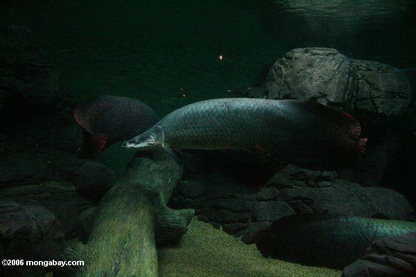 arapaima gigas в Шанхае аквариум