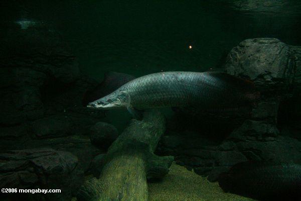 上海での水族館で成人arapaima gigas