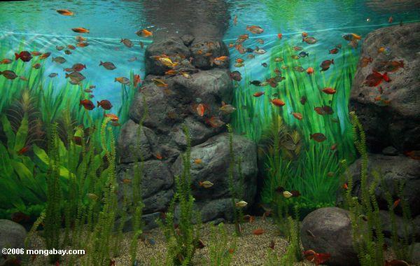 Rainbowfish Behälter am Aquarium in Shanghai