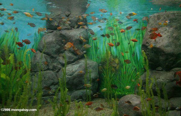 rainbowfish биотоп