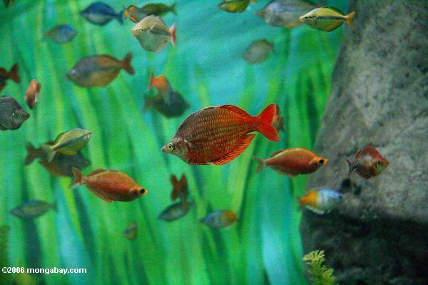 красный rainbowfish (glossolepis incisus)