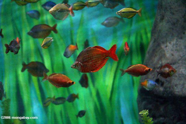 красный rainbowfish