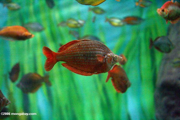 Erwachsener rotes Rainbowfish (Glossolepis incisus)