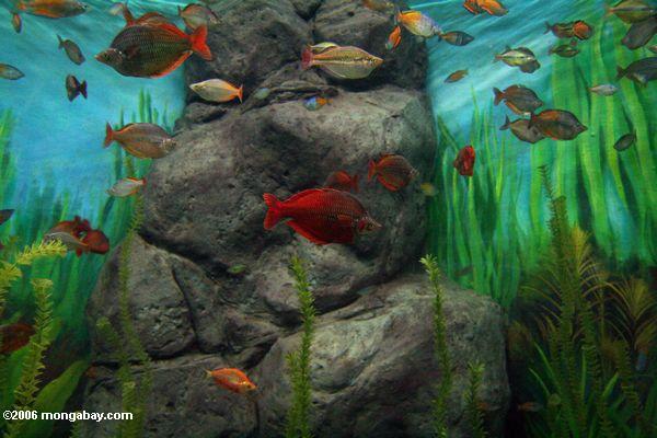 虹の魚の水族館