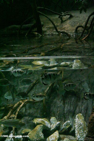 Bogenschützefische (Toxotes jaculatrix) in einem Biotopeaquarium
