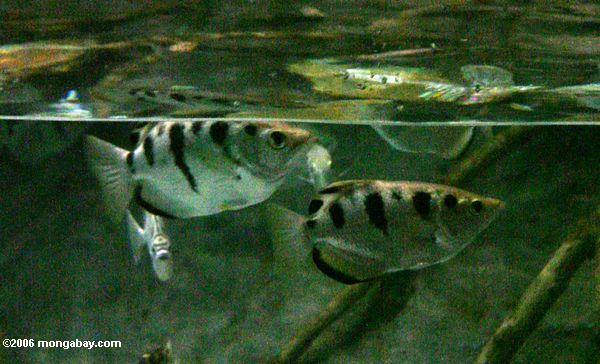 Bogenschützefische (Toxotes SP.)