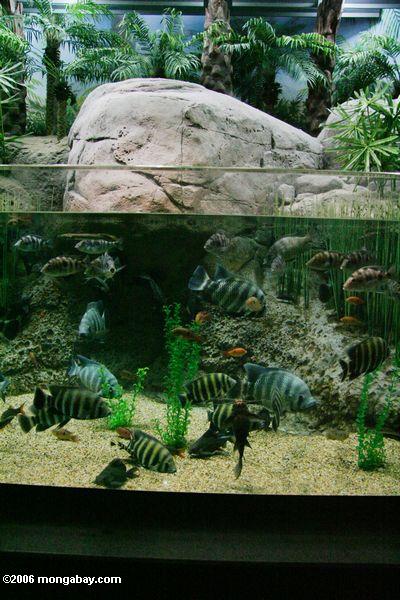 Asiatisches Aquarium mit Tilapia