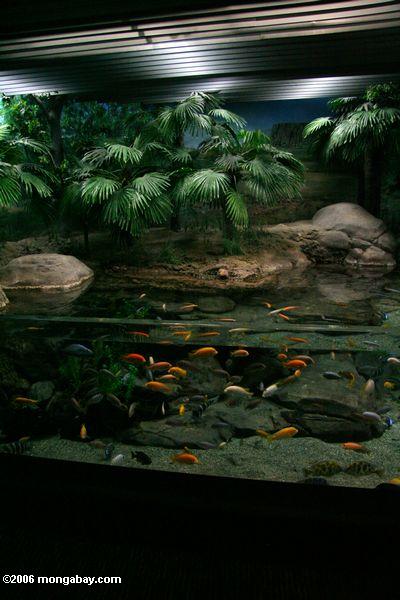 マラウイmbunaカワスズメ科の水族館