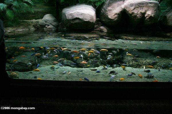 Malawi cichlid Behälter am Shanghai Aquarium