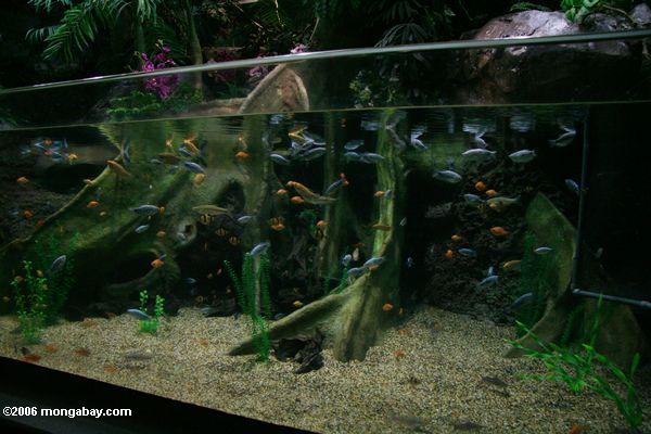 上海でグーラミ水族館