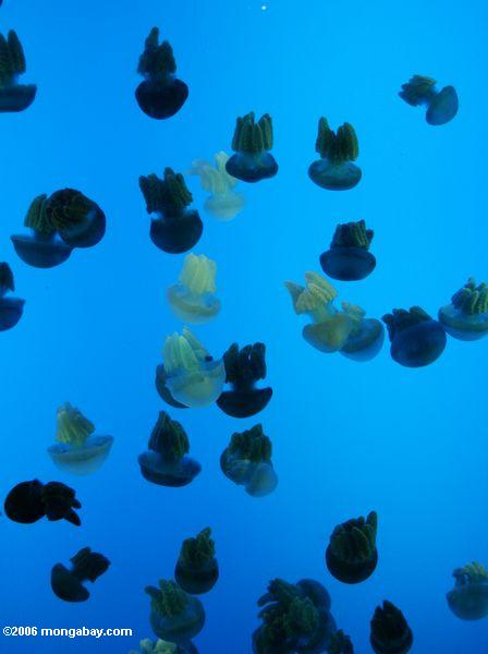 Schwarzweiss-Gelees am Aquarium in Shanghai