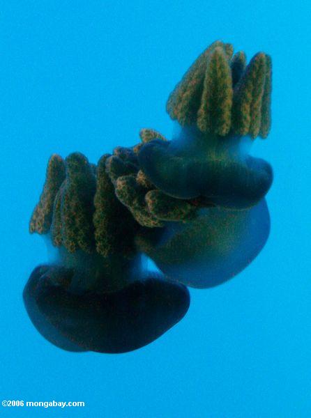 черные медузы