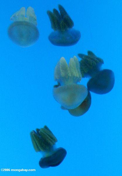 белого и темно-фиолетовым медузы
