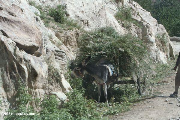 Esel, der eine Last des Grases Xinjiang