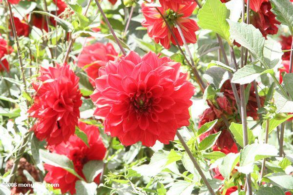 Flor vermelha em Datong