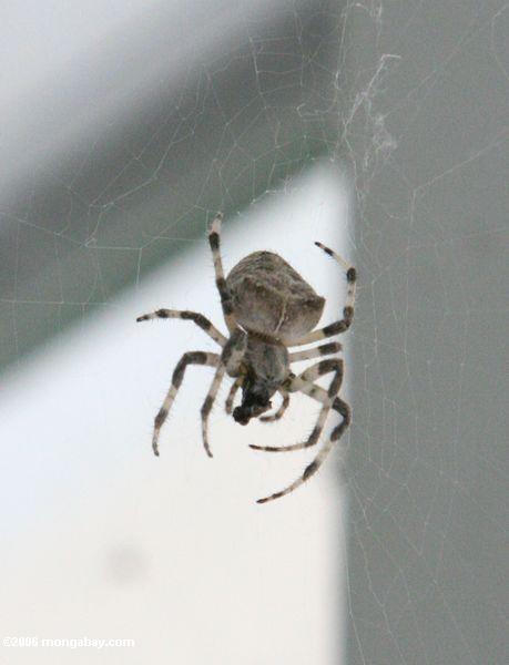черно-белый паук в западной части Китая