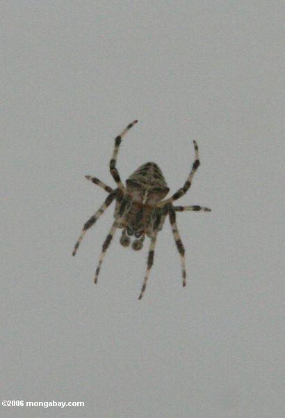 черно-белый паук в западной части Китая