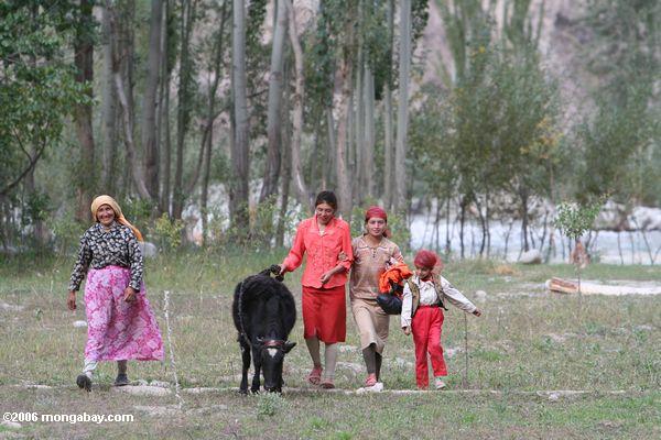 таджикских женщин чего коровы с поля