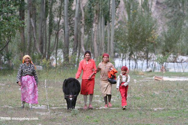 Tajik Frauen, die innen eine Kuh für den Abend Xinjiang