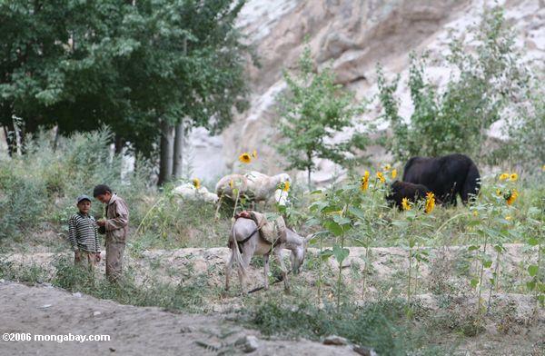 Tajik Jungen, die zu einem Flecken der Sonnenblumen beim Aufpassen eines Yaks neigen