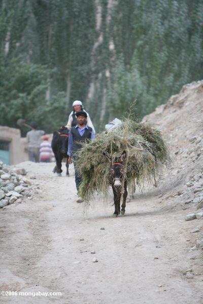 Esel, der eine Last des Heus in einem Tajik Dorf in China Xinjiang