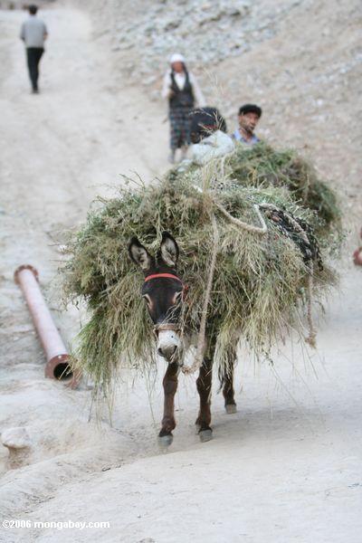 Esel, der eine Last des Heus Xinjiang