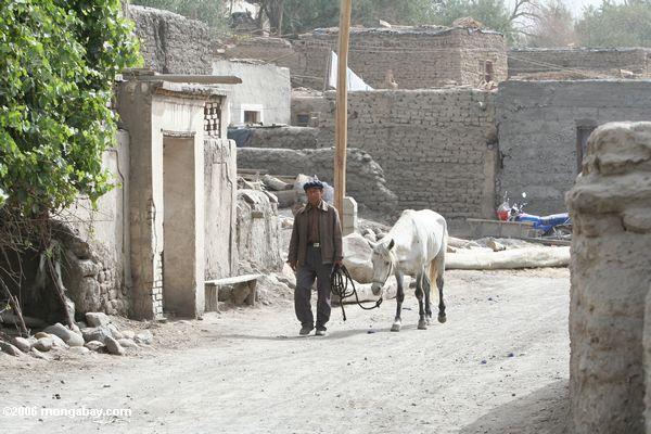 Mann mit einem Pony in Kusrap