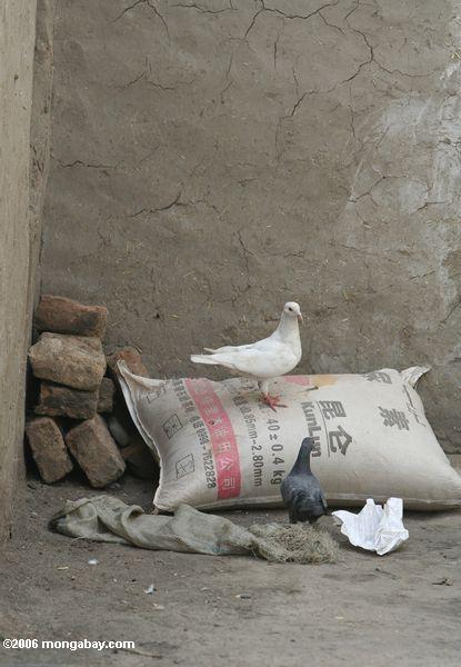 кормление голубей на мешок зерна в Китае