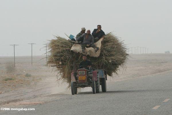 Уйгурский мужчин сидел на вершине кипы сена в задней части трактора