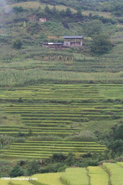 Terassenförmig angelegter Reis fängt entlang dem oberen Mekong