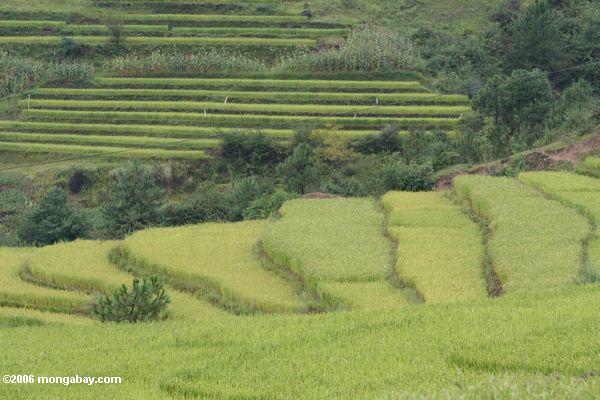 Terassenförmig angelegte Reispaddys in Yunnan