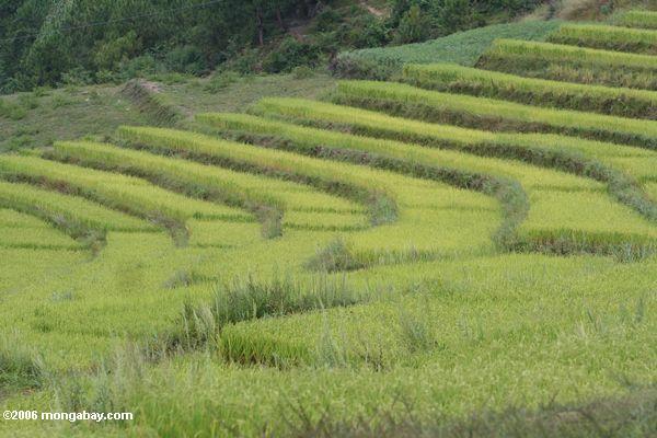 Terrassen der Reispaddys in Südchina