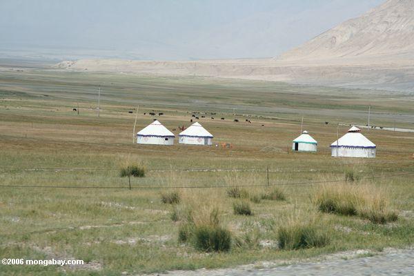 Moderne yurts
