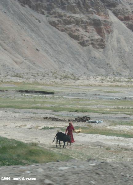 Tajik Frau im Rot mit einer Kuh