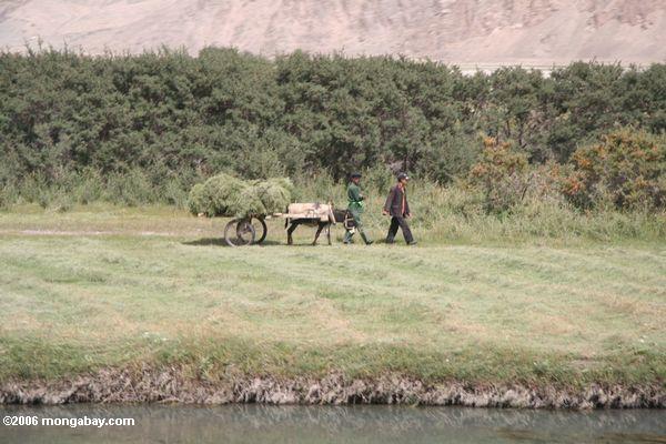 Tajik Landwirte und ihr Gras-beladener Esel